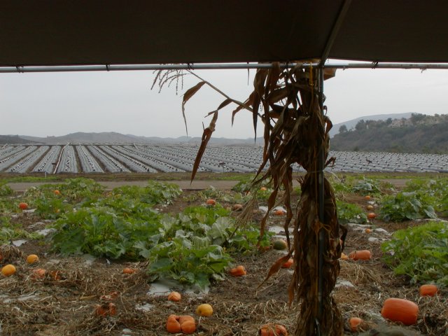 Under the shelter, II