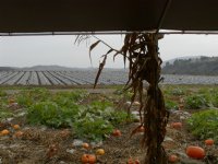 Under the shelter, II