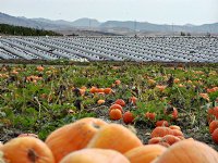 San Joaquin Hills vista