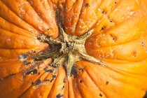 Pumpkin Top
