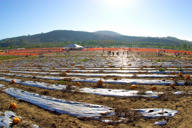 Pumpkin Fields, I