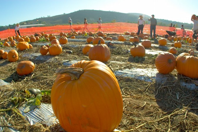 Pumpkin Fields, III