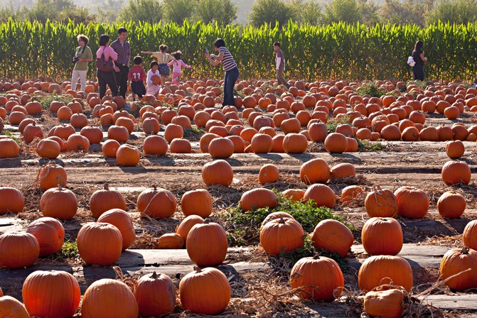 Pumpkin Fields, I