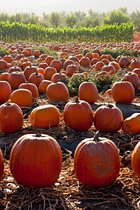 Pumpkin Fields, II