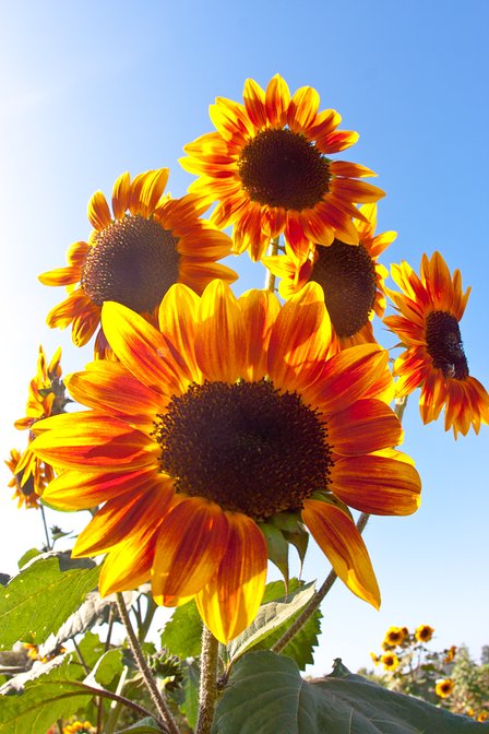 Sunflowers, I