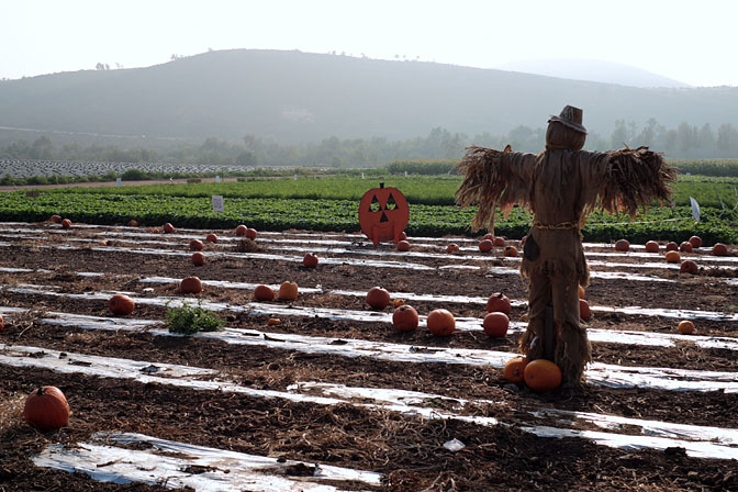 Behind the scarecrow, I