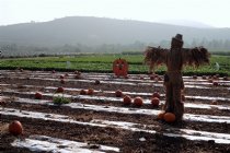 Behind the scarecrow, I