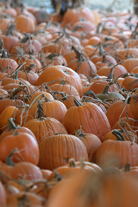 Pumpkins