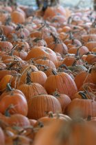 Pumpkins