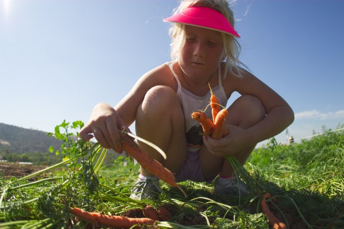 Sara pulls some carrots