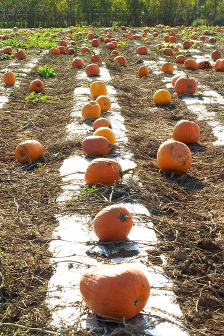 Pumpkin Field