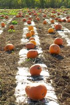 Pumpkin Field