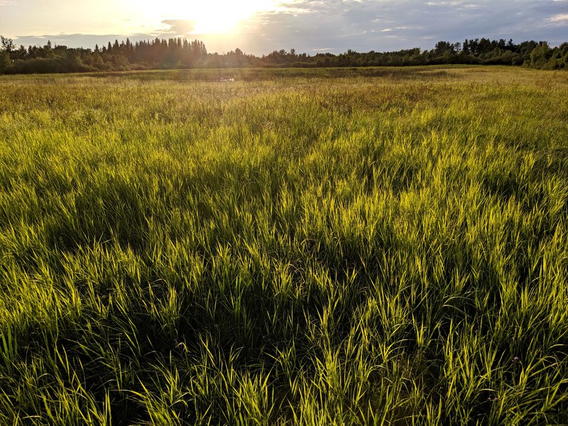 Wetland Walk, May's Dock