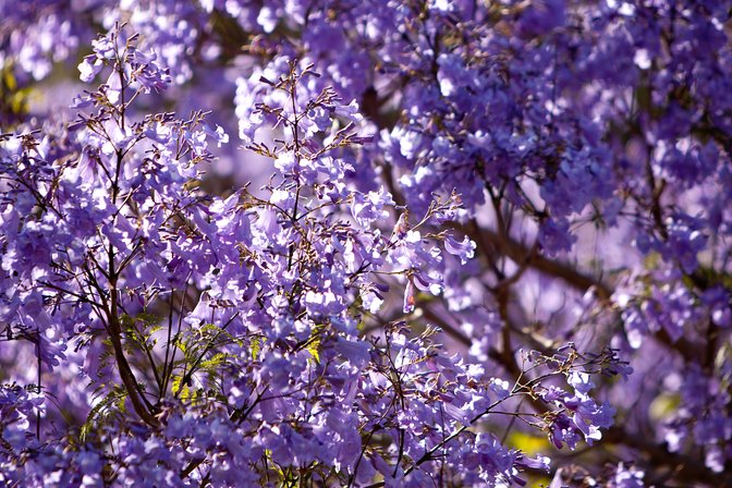 Jacaranda