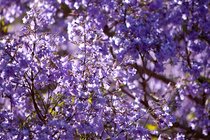 Jacaranda