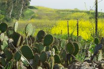 Cactus And Mustard, I