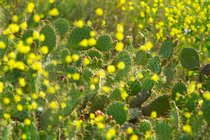 Cactus And Mustard, II