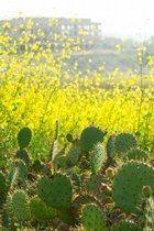 Cactus And Mustard, III