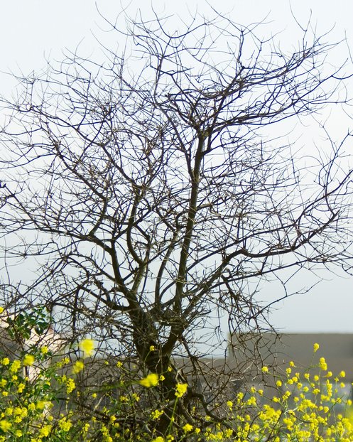 Dead Tree In Mustard