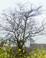 Dead Tree In Mustard