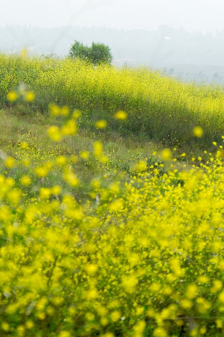 Mustard Hillside, II