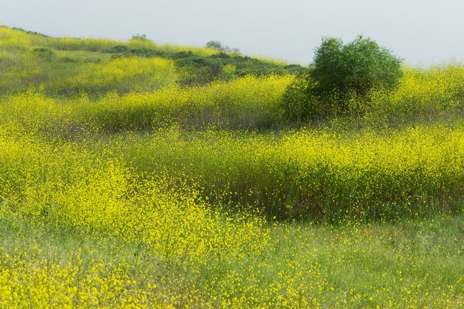 Mustard Hillside, III