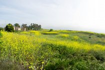 Mustard Hillside With House