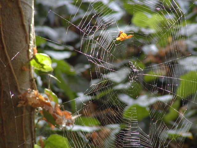 Spiderweb