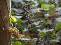 Spiderweb