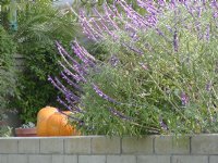 Lavender and pumpkins