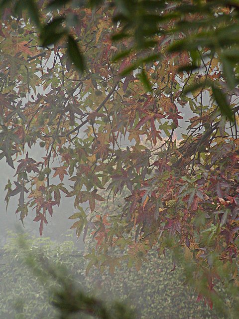 Next door neighbors' yard