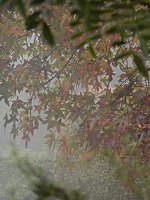 Next door neighbors' yard