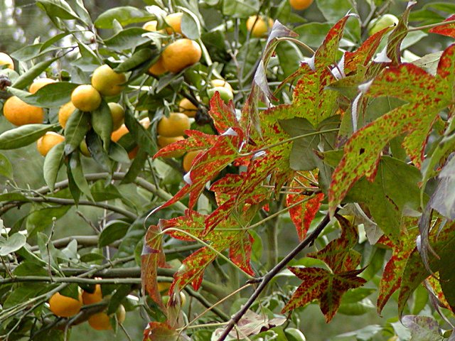Oranges and fall leaves