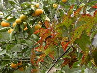 Oranges and fall leaves