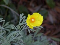 Yellow Poppy