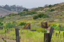 Cattle ramps