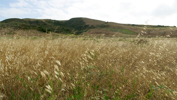 Dry grass