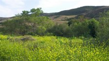 Mustard meadow