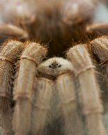 Tarantula