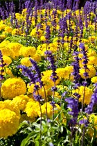 Butchart Gardens, IV