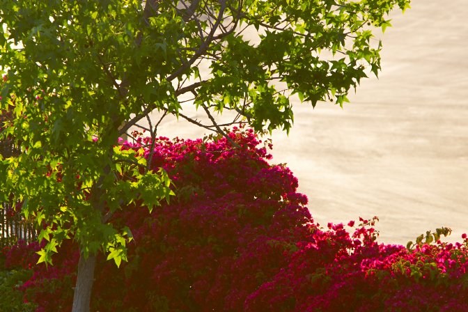 Liquidamber, bougainvillea, and ashphalt