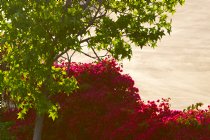 Liquidamber, bougainvillea, and ashphalt