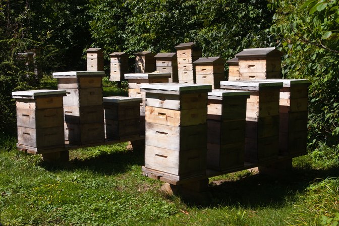 Winermere Hives