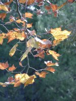 Sycamore branch and pines