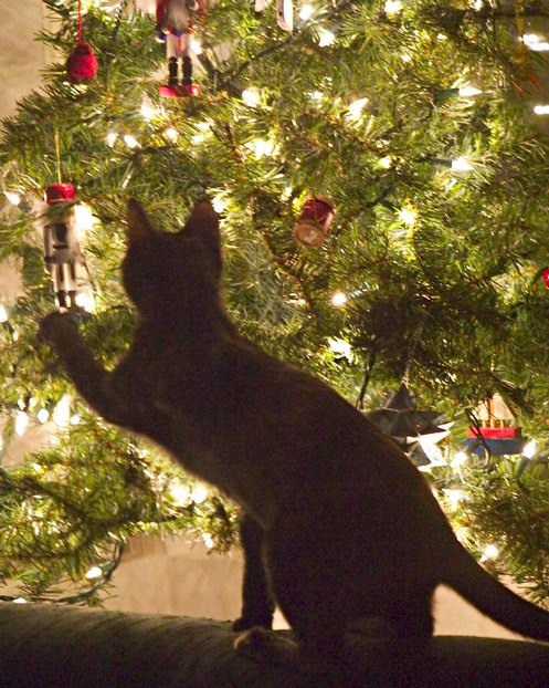 Christmas Tree Cat