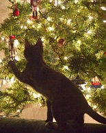 Christmas Tree Cat